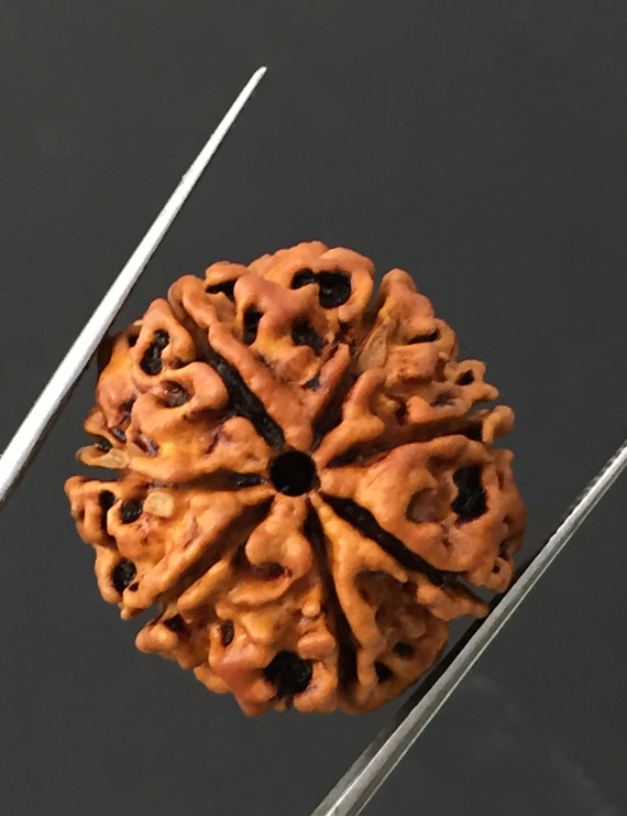 7 Mukhi Certified Nepali Rudraksha Size- 23.6 mm